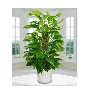 Epipremnum Aureum Pothos Salon Sarmaşık Büyük Boy